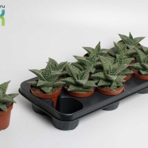 Gasteraloe Aveo Gasteria Aveo
(9 Plants/Order)(10.5cmP 15cmH)