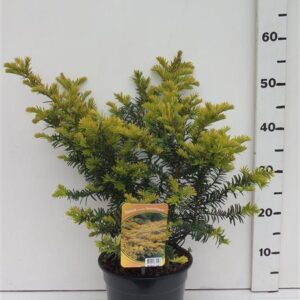 Taxus baccata Summergold Taxus bacc. 'Summergold'
(1 Plants/Order)(19cmP 55cmH)