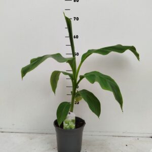 Musa basjo Musa basjoo
(6 Plants/Order)(17cmP 35cmH)