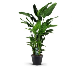 Strelitzia nicolai Strelitzia Nicolai 35 XXL 9 stekken
(1 Plants/Order)(35cmP 180cmH)