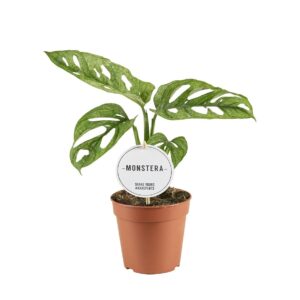Monstera obliqua Leichtlinii Monstera Adansonii MINT
(6 Plants/Order)(12cmP 30cmH)