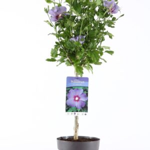 Hibiscus syriacus Oiseau Bleu Hibiscus syr. 'Oiseau Bleu' stam 30
(3 Plants/Order)(19cmP 95cmH)