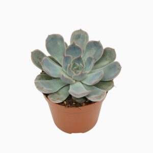 Echeveria Orion Echeveria orion 8,5 cm
(18 Plants/Order)(8.5cmP 10cmH)