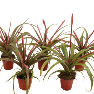 Tillandsia flabellata Tillandsia Flabellata
(6 Plants/Order)(5.5cmP 20cmH)