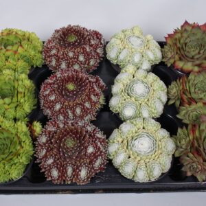 Sempervivum mix Sempervivum mix 9cm
(18 Plants/Order)(9cmP 5cmH)