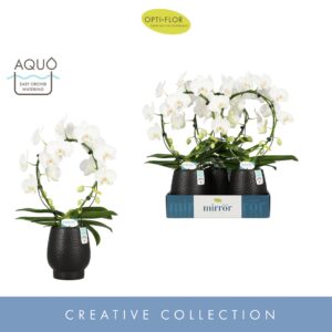 Phalaenopsis white more Ripsen Mirror Miracle Aurora 2 spike in Abruzzo Black Aquo 
(3 Plants/Order)(12cmP 60cmH)