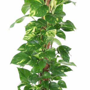 Epipremnum pinnatum mossto Epipremnum Pinnatum P24
(1 Plants/Order)(24cmP 120cmH)