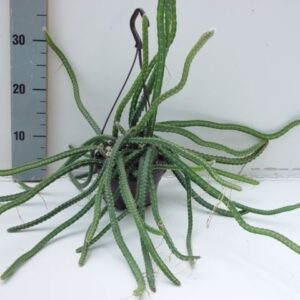 Cactus Selenicereus grandiflorus
(7 Plants/Order)(14cmP 50cmH)