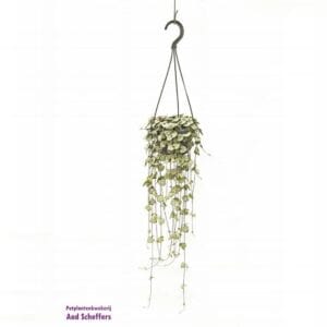 Ceropegia woodii ssp. woodii Ceropegia linearis subsp. Woodii
(6 Plants/Order)(14cmP 75cmH)