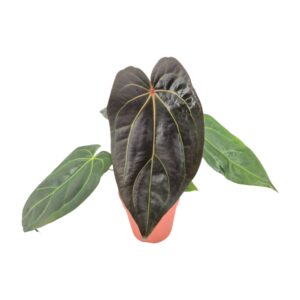 Anthurium Leaf DocBlock Anthurium Dark & Handsome® '9' X Black Widow® '13'
(2 Plants/Order)(15cmP 50cmH)