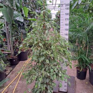 Ficus Golden King Ficus Golden King piramide 210
(1 Plants/Order)(30cmP 210cmH)