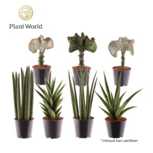 Other Green plant Summerstyle mix
(8 Plants/Order)(12cmP 30cmH)