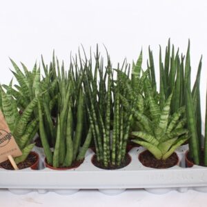 Sansevieria Cylindrica Sansevieria Luxe mix
(20 Plants/Order)(6cmP 20cmH)
