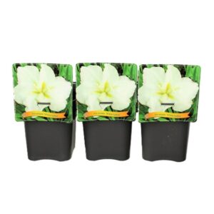 Iris ensata Iris ensata ‘White Ladies’ C5
(1 Plants/Order)(21cmP 35cmH)