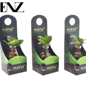 Clusia rosea Princess Clusia in Samoa Glas + LED + verpakking-levertijd 24ur
(15 Plants/Order)(5cmP 10cmH)