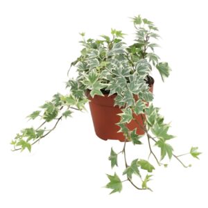 Hedera White Ripple Hedera helix White Ripple
(12 Plants/Order)(13cmP 25cmH)