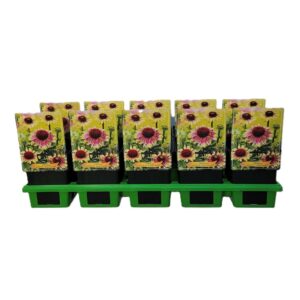 Echinacea purpurea Echinacea Purpurea 'Green Twister' P11
(10 Plants/Order)(11cmP 25cmH)