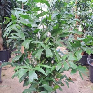 Caryota mitis Caryota Mitis bush 220
(1 Plants/Order)(30cmP 220cmH)