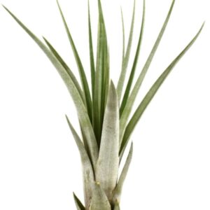 Tillandsia Tillandsia faciculata
(20 Plants/Order)(8cmP 15cmH)