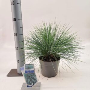 Festuca glauca Festuca glauca 'Elijah Blue'
(1 Plants/Order)(17cmP 40cmH)