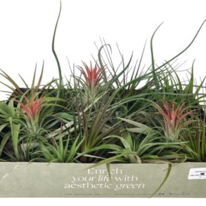 Tillandsia tillandsia mix x40
(40 Plants/Order)(7cmP 8cmH)