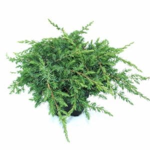 Juniperus conferta Schlager
(6 Plants/Order)(17cmP 35cmH)