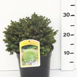 Picea abies Little Gem'
(1 Plants/Order)(19cmP 40cmH)