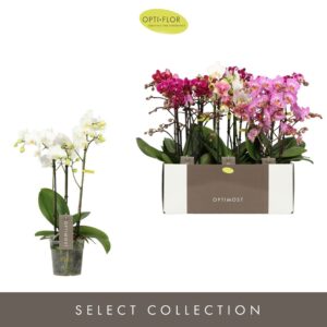 Phalaenopsis Multiflora Optimost mix 3 spike
(10 Plants/Order)(12cmP 45cmH)