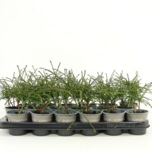 Thuja Whipecord Thuja plicata 'Whipecord' 
(18 Plants/Order)(9cmP 20cmH)