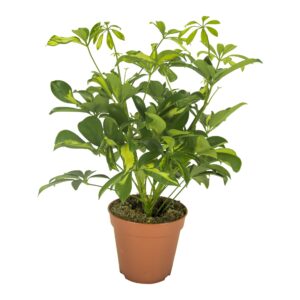 Schefflera Gerda Schefflera Gerda busch
(8 Plants/Order)(13cmP 35cmH)