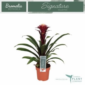 Guzmania Francesca Guzmania Fransesca
(6 Plants/Order)(12cmP 45cmH)