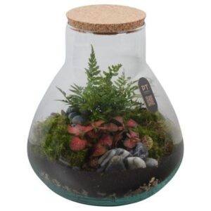 Arrangementen PTTER8121 terrarium in glazen terrarium
(2 Plants/Order)(22cmP 25cmH)