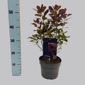 Cotinus Royal Purple Cotinus cogg. Royal Purple 25-30 19/C3
(1 Plants/Order)(19cmP 611cmH)