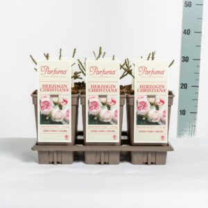 Rosa Rosa Parfuma (F) Herzogin Christiana ®, C3
(6 Plants/Order)(17cmP 20cmH)