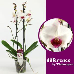 Phalaenopsis Red Lips Red Lip 2-tak 70cm (GROEN)
(12 Plants/Order)(12cmP 70cmH)