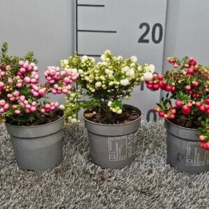 Gaultheria Pernettya div laag Middel
(15 Plants/Order)(10.5cmP 20cmH)