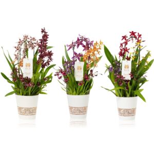 Orchideeen Orchideeën mixed in Potplants Inca Bouquesh Grand
(4 Plants/Order)(17cmP 60cmH)
