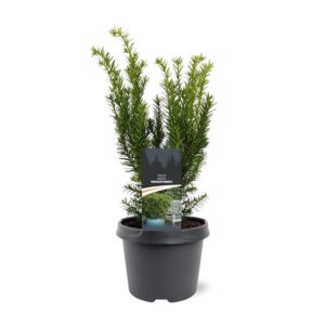 Taxus media Densiformis Taxus media 'Densiformis'
(1 Plants/Order)(19cmP 30cmH)