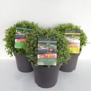 Pittosporum tenuifolium Mixlaag XXL 'Colours in Shape'
(1 Plants/Order)(29cmP 50cmH)