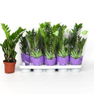 Zamioculcas zamiifolia Zamioculcas 40
(10 Plants/Order)(12cmP 40cmH)