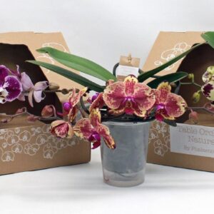 Phalaenopsis other Table Orchid green SPECIAL
(1 Plants/Order)(12cmP 35cmH)