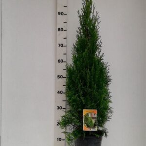 Thuja Smaragd Thuja occ. 'Smaragd' 
(1 Plants/Order)(19cmP 105cmH)