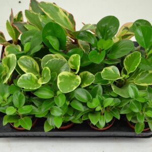Peperomia peperomia 7 cm. mix 4 Colours
(16 Plants/Order)(7cmP 12cmH)