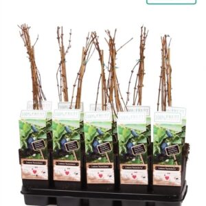 Lonicera Lonicera Kamtschatica P15
(10 Plants/Order)(15cmP 65cmH)