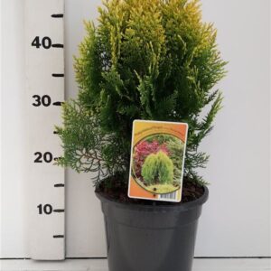 Platycladus orientalis Aurea Nana Thuja orient. 'Aurea Nana'
(1 Plants/Order)(19cmP 45cmH)