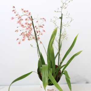 Oncidium Oncidium Rosy Sunset 2 spike 12 cm
(10 Plants/Order)(12cmP 55cmH)
