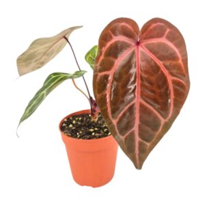 Anthurium Leaf DocBlock Anthurium Home, Sweet Home® '32' X Tortoise Shell Grey® '34'
(2 Plants/Order)(12cmP 40cmH)