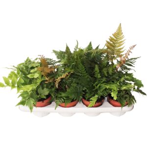 Varens mixed Buitenvarens mixed
(10 Plants/Order)(12cmP 25cmH)