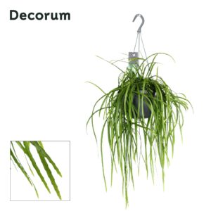 Lepismium bolivianum Lepismium bolivianum
(6 Plants/Order)(17cmP 20cmH)