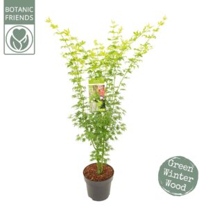 Acer palmatum Acer palm. 'Going Green'® 
(1 Plants/Order)(29cmP 170cmH)